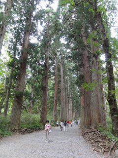 戸隠神社の杉並木